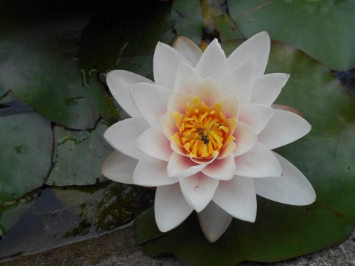 Le nénuphar et l&rsquo;abeille