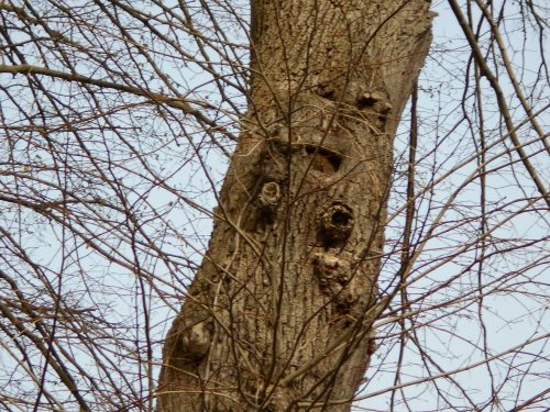 Le visage dans l&rsquo;arbre
