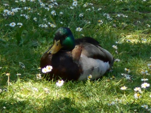 La sieste du canard.