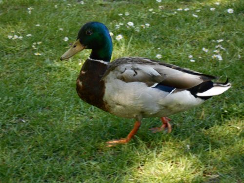 La marche du canard.